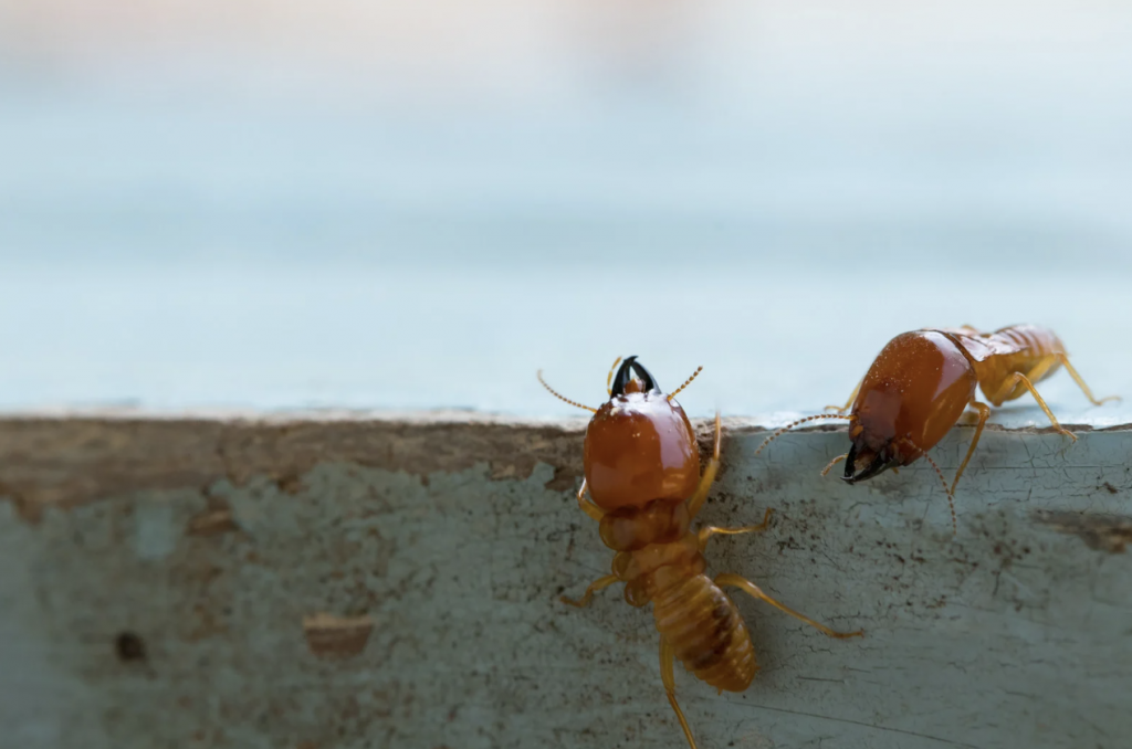Is Winter a Good Time to Hire a Pest and Termite Control Service?